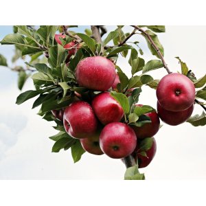 Jabloň domáca (Malus domestica) ´RED LOVE´® - zimná, výška 120-150 cm, voľnokorenná